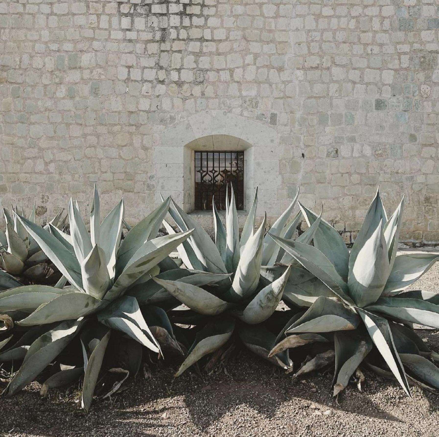 Casa Bonita Hotel & Cocina Oaxaca Bagian luar foto